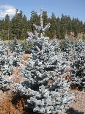 Colorado Spruce